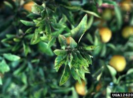 University of Salford plans to stop the invasion of a deadly plant disease