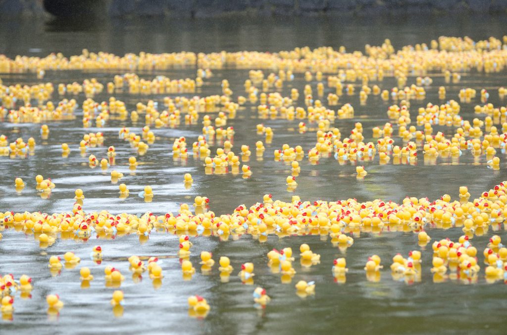 salford quays duck race