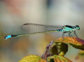 Celebrate National Dragonfly Week in Irlam this weekend