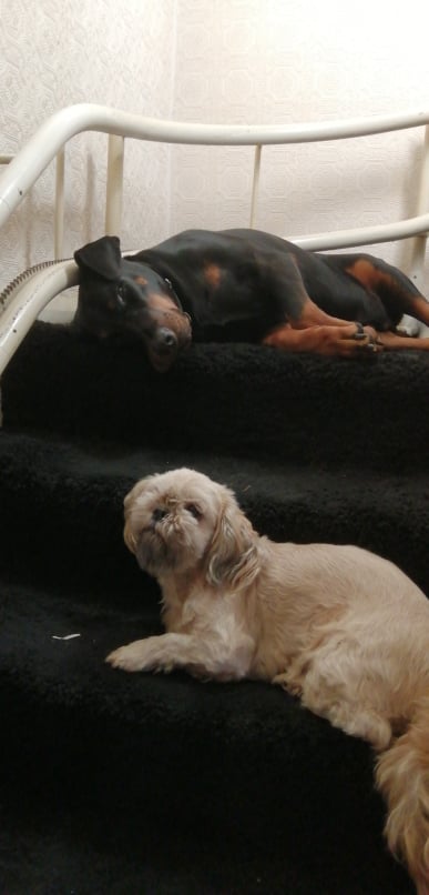 Dogs sat on the stairs , happy with no fireworks around. Image credit: Beckie Bold