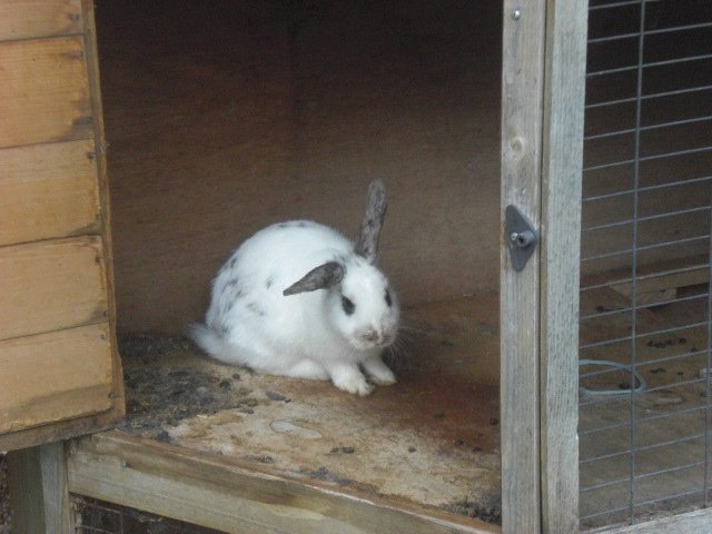 Rabbit in its hut. Image credit: Beckie Bold