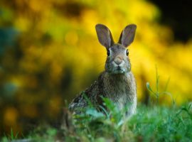 A rabbit. Image credit: Pixabay.