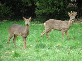 Evelyn Simak / Roe deer alert/ Wikimedia commons