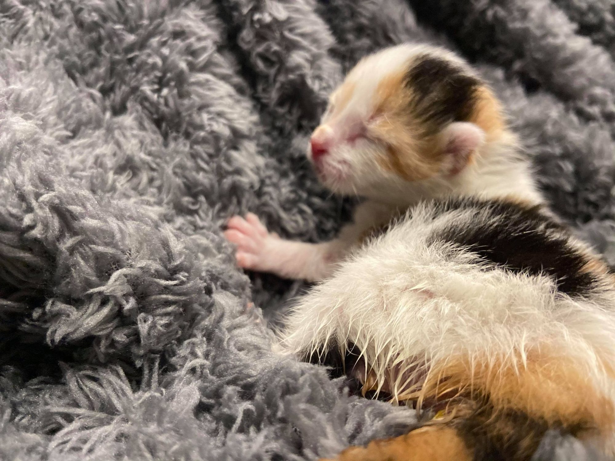 Shirley, who came into Independent Cat Rescue at 3 days old with her sister, Maude. Photo CredIt: Ashlea Franks, used with permission.