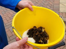 Salford resident helps ducklings escape ninth floor balcony