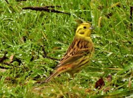 Yellowhammer on Chat Moss credit: Dave Steel