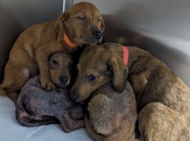 Dachshund Puppies abandoned on Oak Road