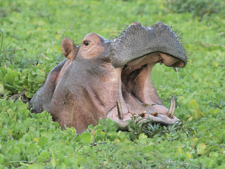 hippo