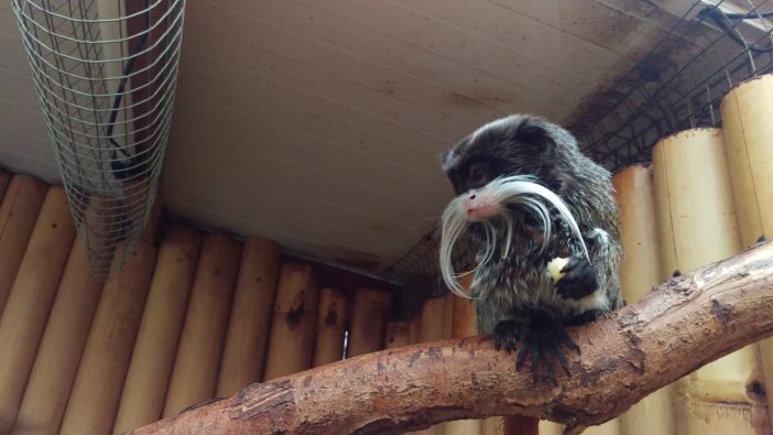 Greater Manchester warned of monkey welfare