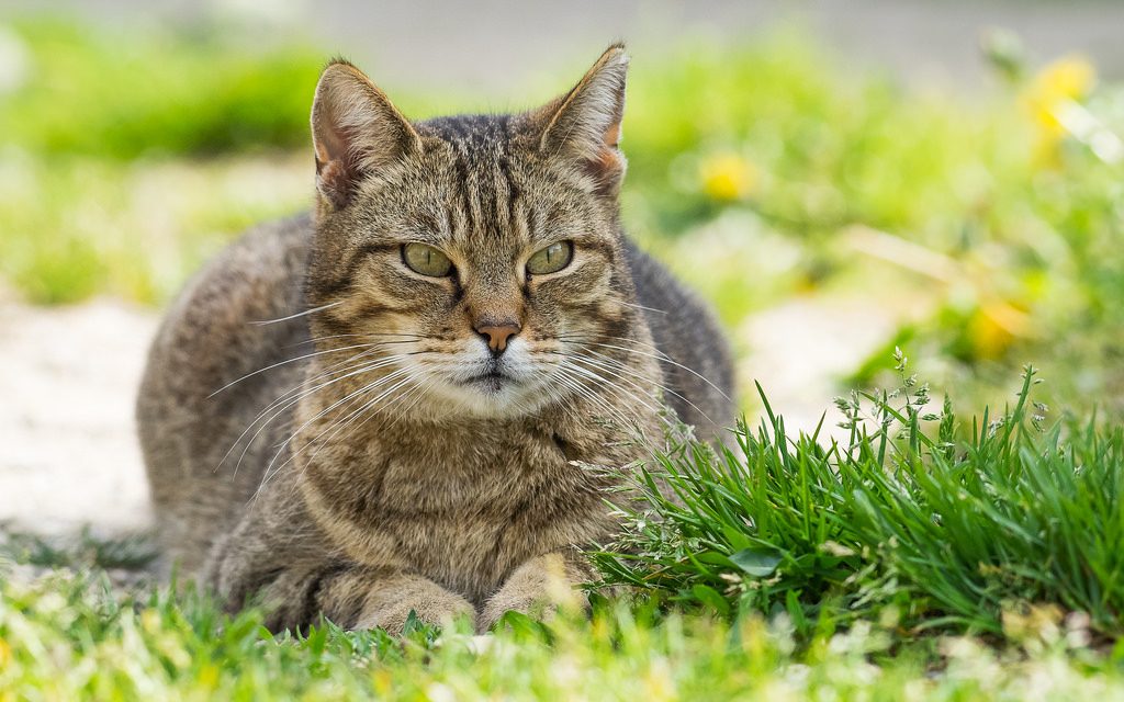 Cat protection charity comes to MediaCityUK