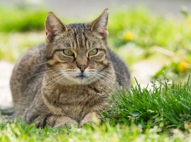 Cat protection charity comes to MediaCityUK