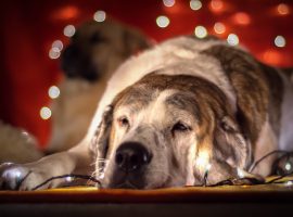 'Just because a puppy is cute now, doesn't mean it will be in 12 months': Dog shelter warning in run up to Christmas