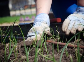 IncrEdible Education Salford switch to peat free compost