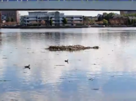 Removal of debris from MediaCity waters halted by council