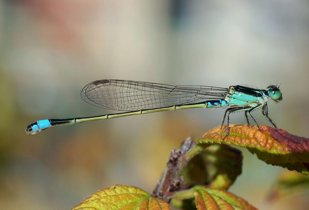 dragonfly