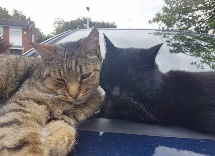 Cats snuggled up on car outside. Image credit: Caitlin Gray