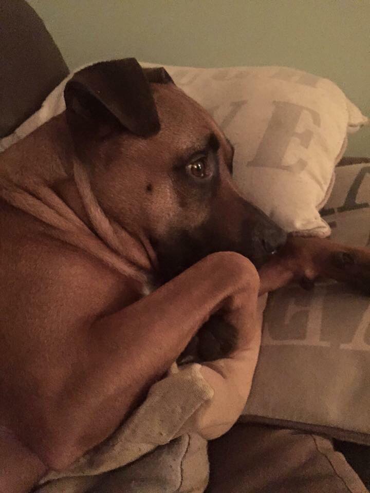 Staffordshire Bull Terrier dog looking scared on bonfire night last year. Image Credit: Caitlin Gray