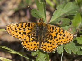 Pearl Bordered Fritillary - Luke Blazejewski