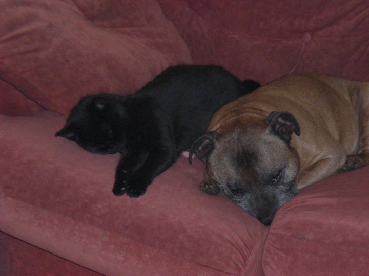 Cat and dog sleeping on the sofa. Image credit: Beckie Bold
