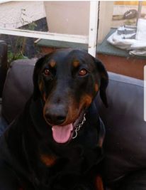 Doberman dog looking happy with no fireworks around. Image credit: Beckie Bold
