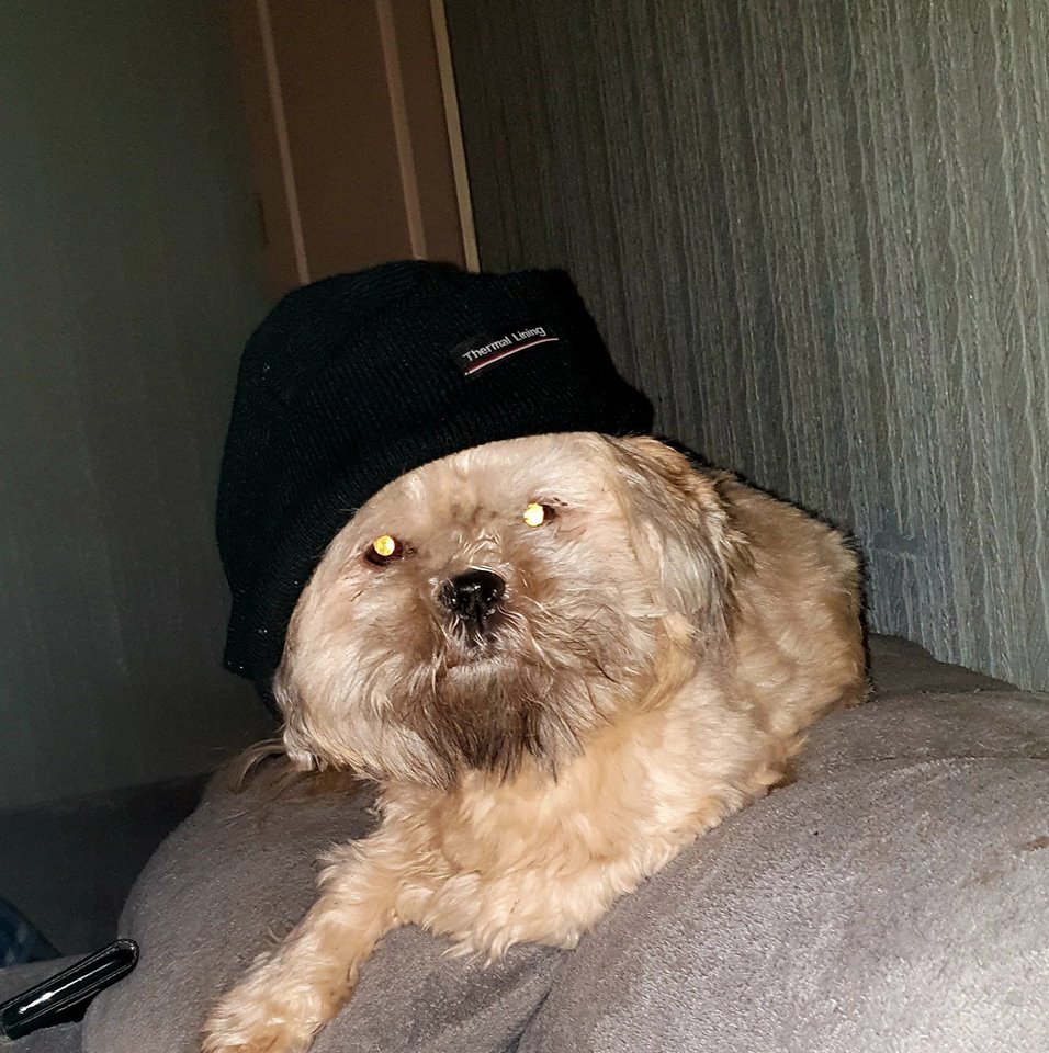 Shi Tzu dog wearing a woolly hat. Image credit: Beckie Bold