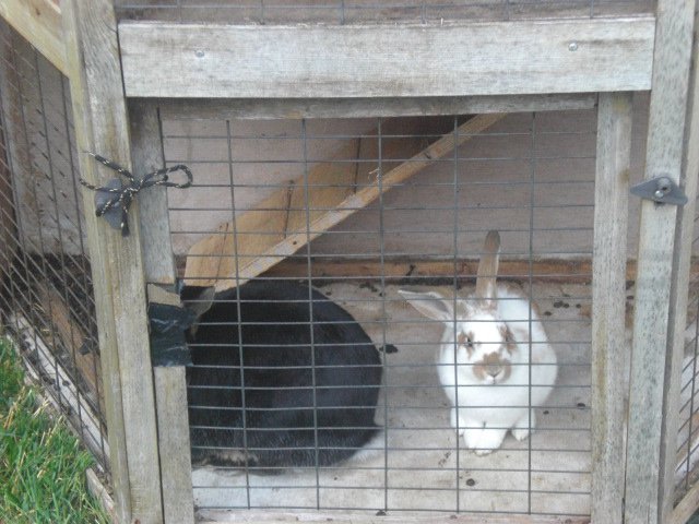 Rabbits in a hut together. Image credit: Beckie Bold