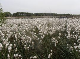 The Little Woolden Moss in Irlam. Image credits: The Lancashire Wildlife Trust