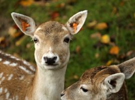 Photo Credit: Jean Verdeyen
https://www.goodfreephotos.com/animals/mammals/deer-in-the-wild.jpg.php