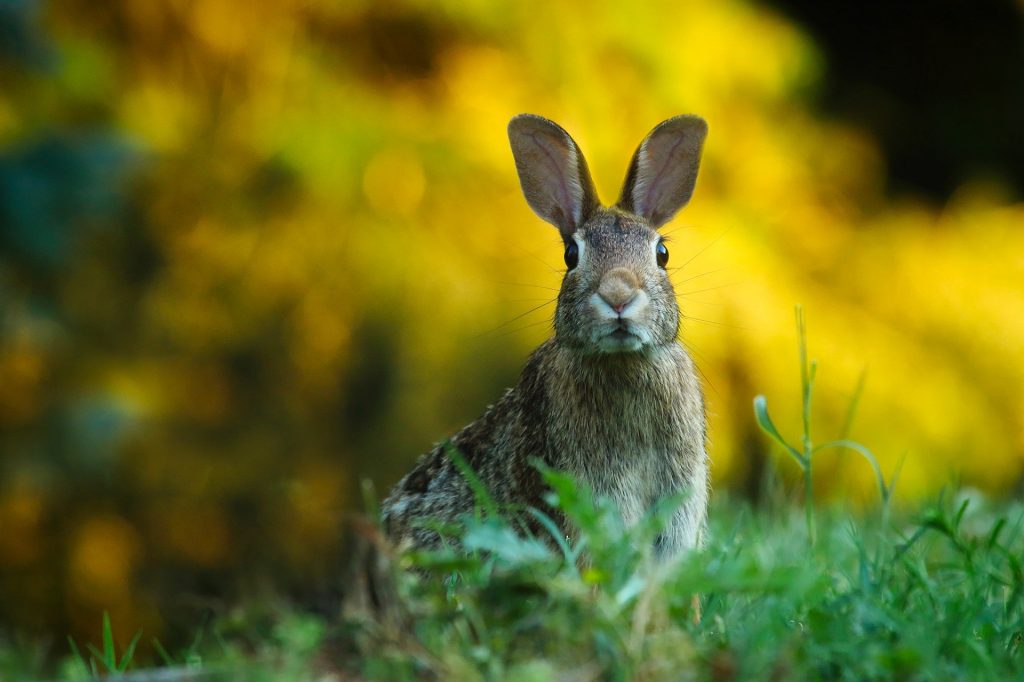 Salford wildlife