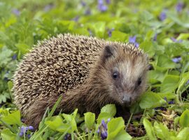 University of Salford to become haven for hedgehogs