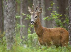 https://commons.wikimedia.org/wiki/File:Roe_deer_buck.jpg