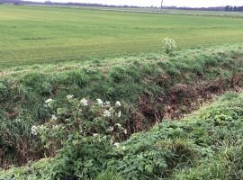 “It’s got its own unique place in the ecological system” – plea to save Salford’s Chat Moss from house building plan