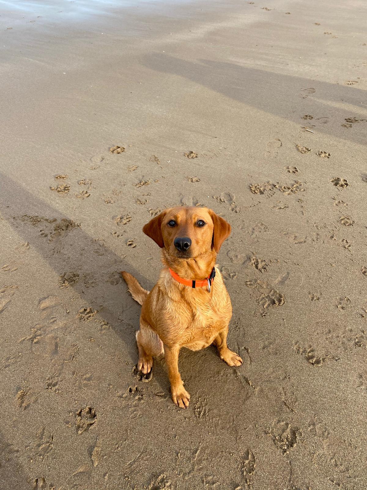 Rosie plays on the sand.