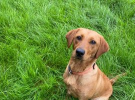 Puppy Rosie has been missing since 8 December.