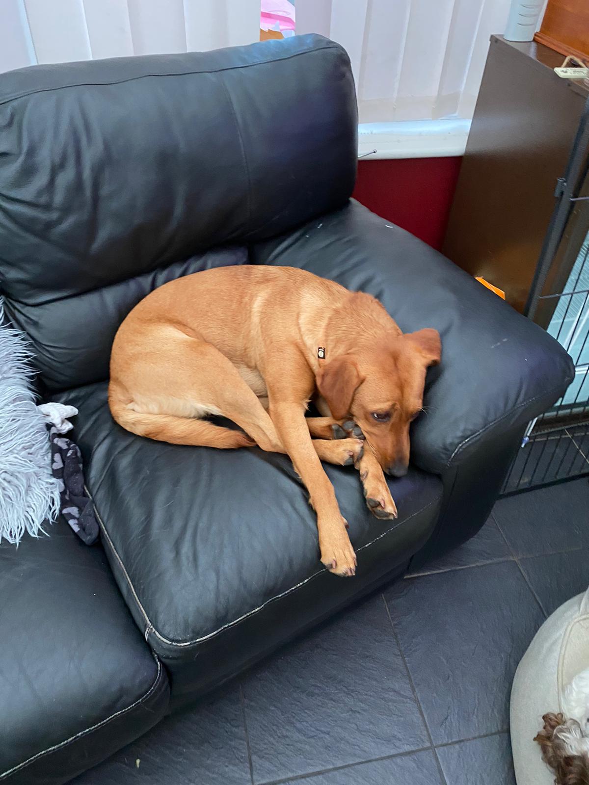 Rosie relaxing on the sofa.