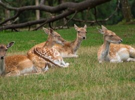 https://pixabay.com/photos/roe-deer-deer-wildlife-animal-5604557/