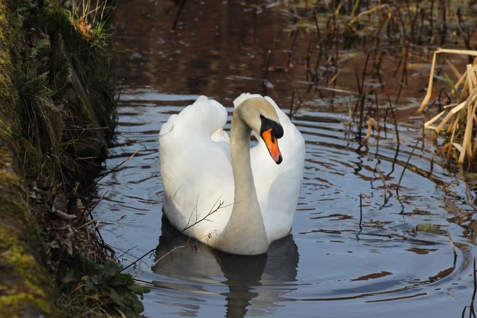 RSPB Salford