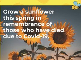 “It will be the best way to remember those we love” – Sunflowers being planted to remember those who have died from Covid-19