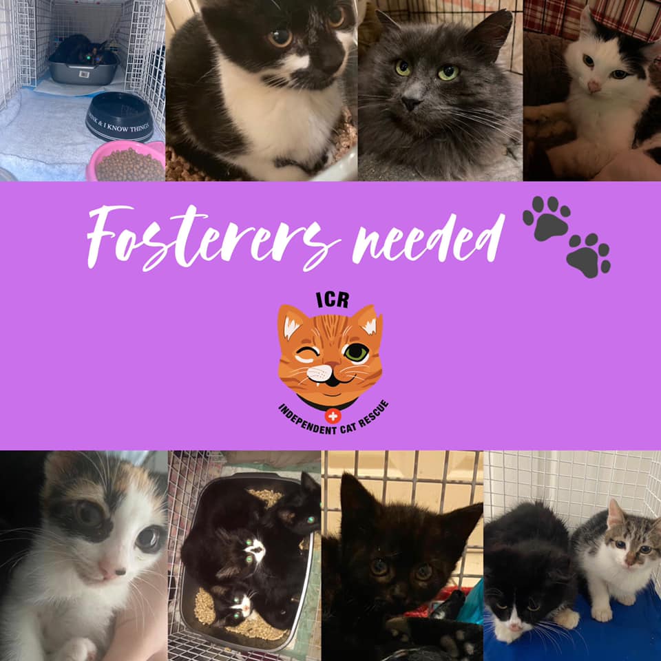 Independent Cat Rescue are looking for fosterers - can you help? Photo Credit: Ashlea Franks, used with permission.