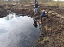 Volunteers at Little Woolden Moss translocating common cotton grass (credit - Lancashire Wildlife Trust)