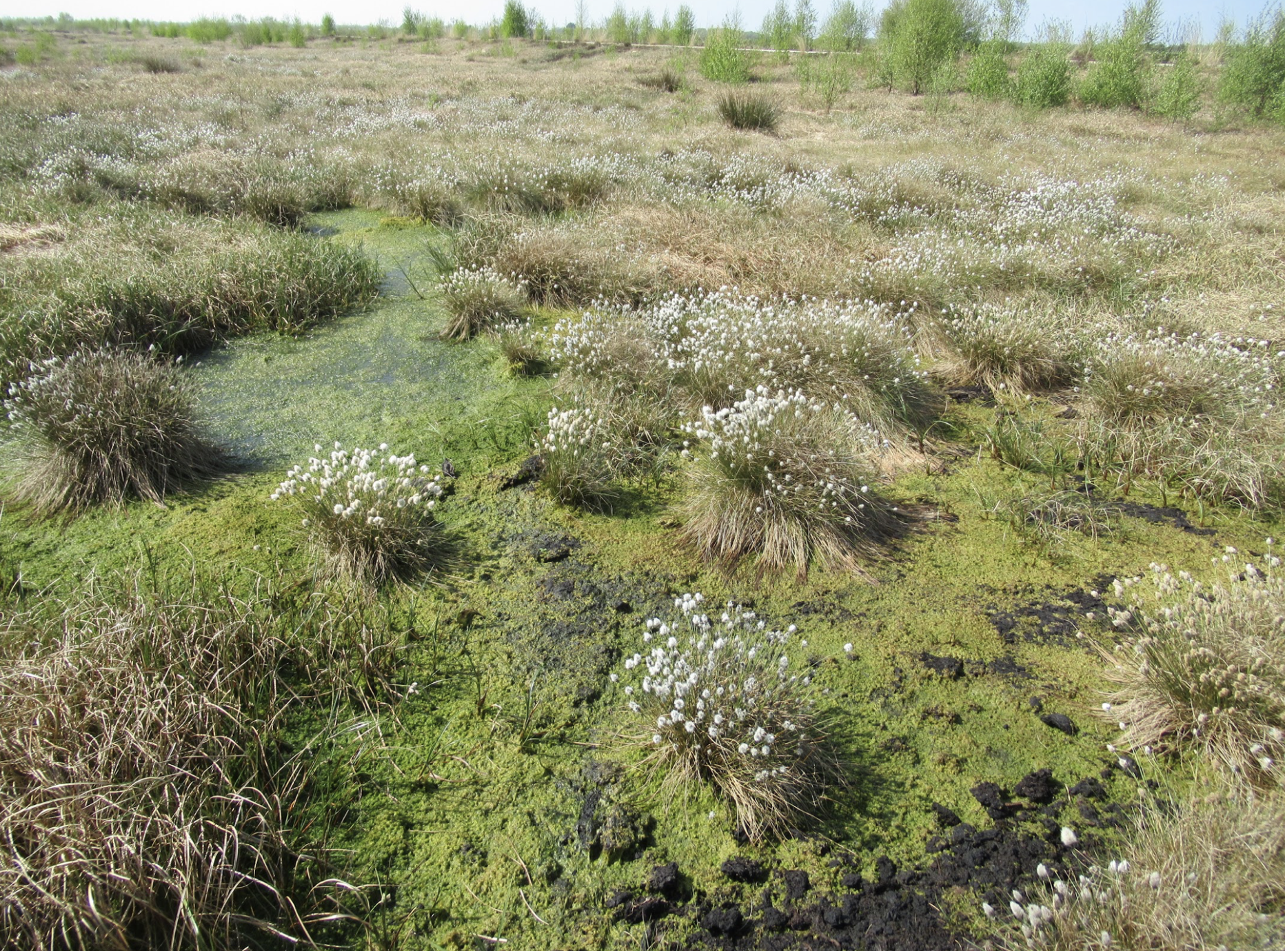 Salford peatlands