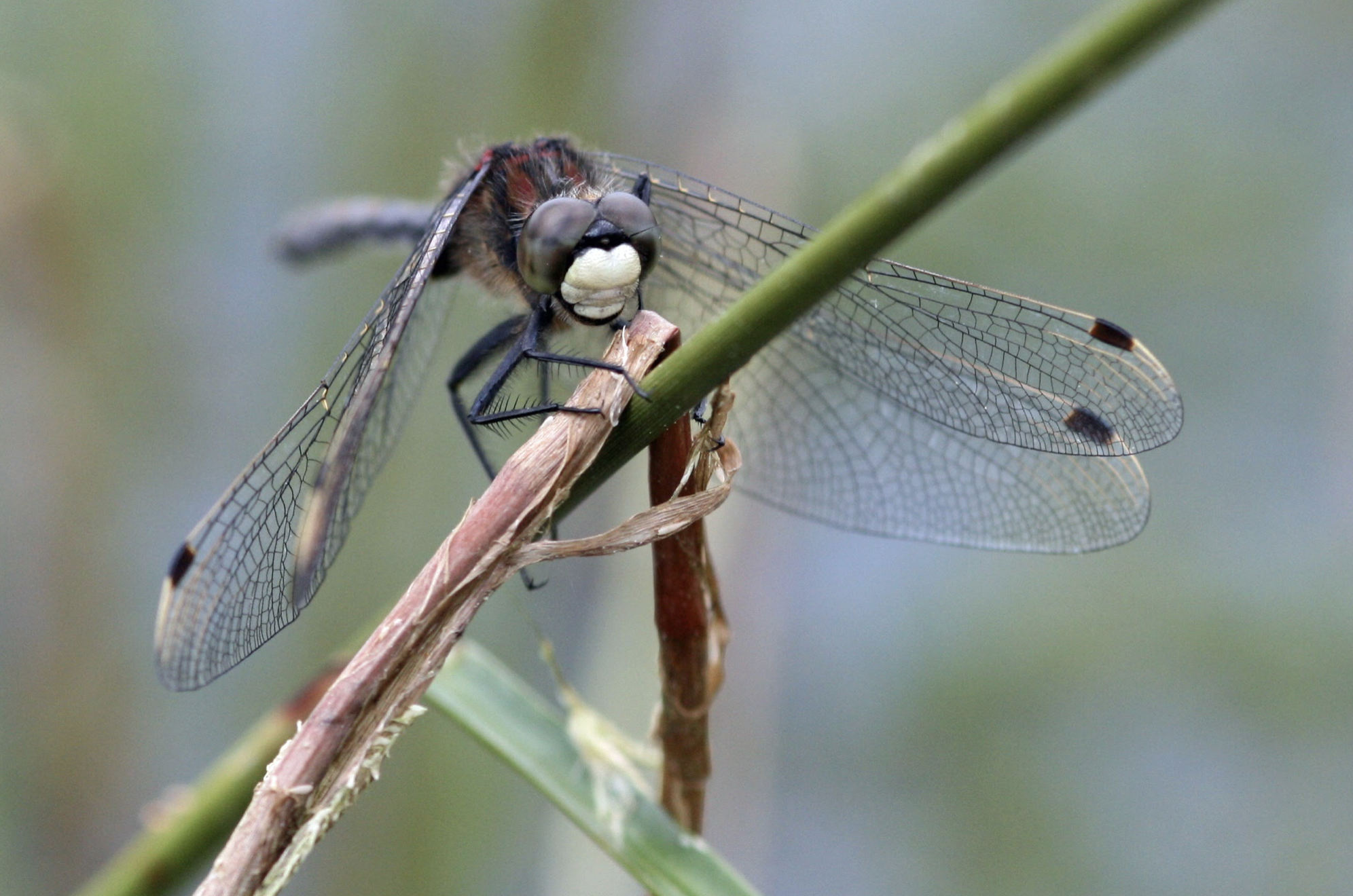 White Faced Darter (Copyright credit - Vicky Nall)