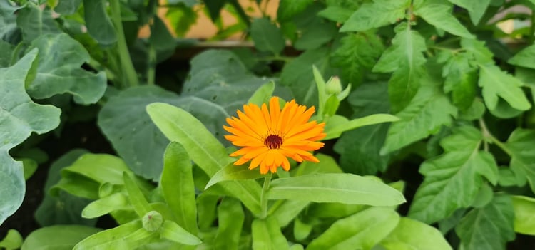 First blooming marigold