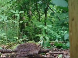 Hedgehogs spotted in the wild

Image credit: Holly Broadhurst