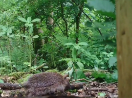 Hedgehogs spotted in the wild
Image credit: Holly Broadhurst
