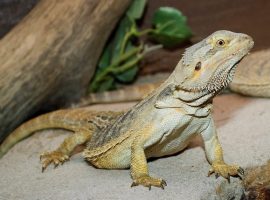 Credit: Frank Paul Silye
Bearded dragon (Pogona vitticeps)
Attribution-ShareAlike 2.0 Generic  (CC