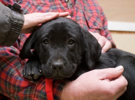 Black Labrador puppy. Image credit: Phil Romans via Flickr https://creativecommons.org/licenses/by-nc-nd/2.0/ no changes made