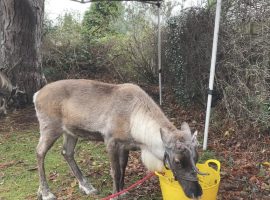 A Reindeer in a pen at a Salford Community Christmas fayre on Saturday.