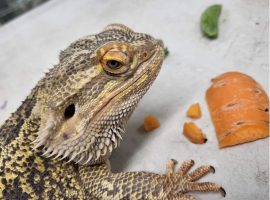 “Animals bring people together, as well as reducing loneliness in and of themselves”  Salford and Greater Manchester’s unique therapy service which supports mental wellbeing.