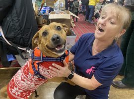 Smiling dog with volunteer